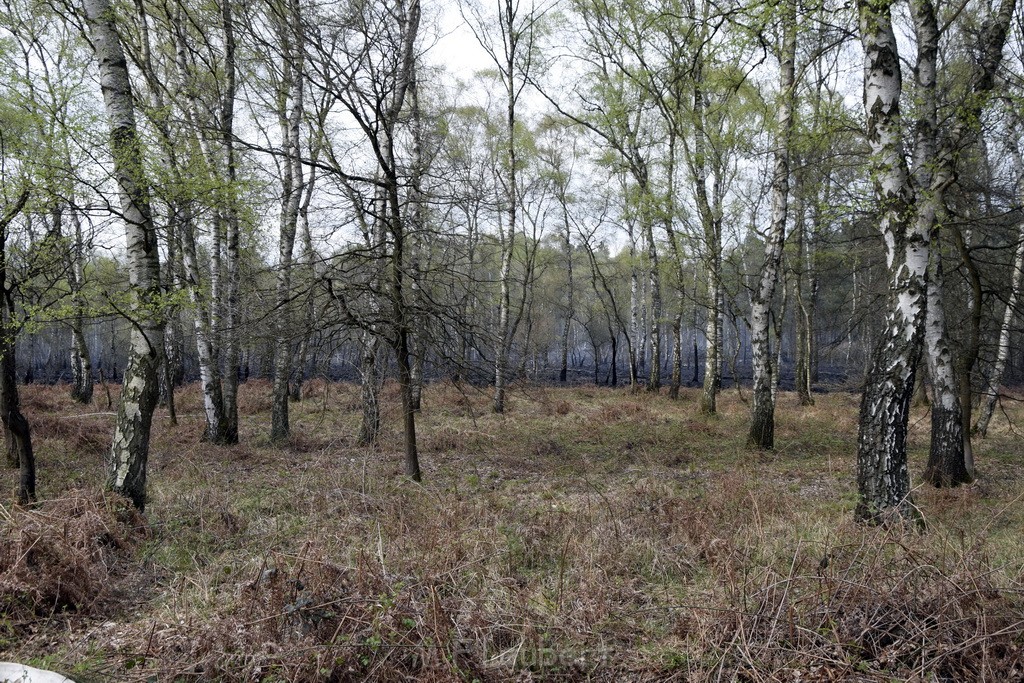 Waldbrand Wahner Heide Troisdorf Eisenweg P078.JPG - Miklos Laubert